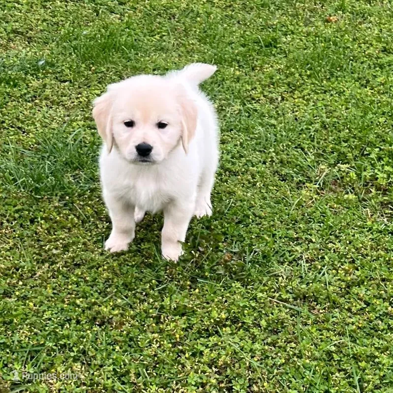 Tessa x Bear Yellow Collar – Golden Retriever puppy for sale in Altamont, IL