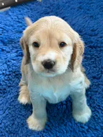 Yellow Collar, a female Golden Cocker Retriever for sale in Altamont, IL – 7 of 10