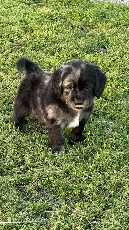 Blue Merle  – Golden Cocker Retriever puppy for sale in Altamont, IL