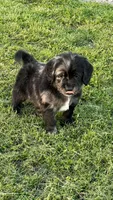 Blue Merle , a male Golden Cocker Retriever for sale in Altamont, IL – 3 of 10