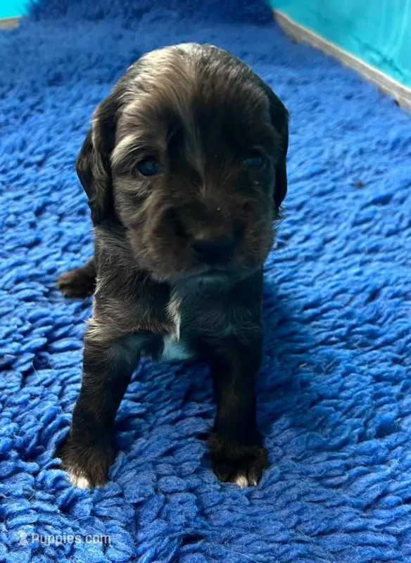 Blue Merle  – Golden Cocker Retriever puppy for sale in Altamont, IL