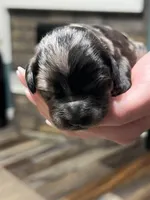 Blue Merle , a male Golden Cocker Retriever for sale in Altamont, IL – Photo 4 of 8