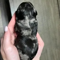 Blue Merle , a male Golden Cocker Retriever for sale in Altamont, IL – Photo 7 of 8