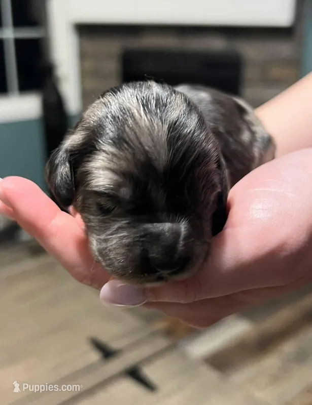 Blue Merle  – Golden Cocker Retriever puppy for sale in Altamont, IL