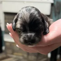 Blue Merle , a male Golden Cocker Retriever for sale in Altamont, IL – Photo 3 of 8