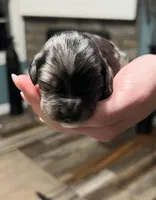 Blue Merle , a male Golden Cocker Retriever for sale in Altamont, IL – Photo 2 of 8