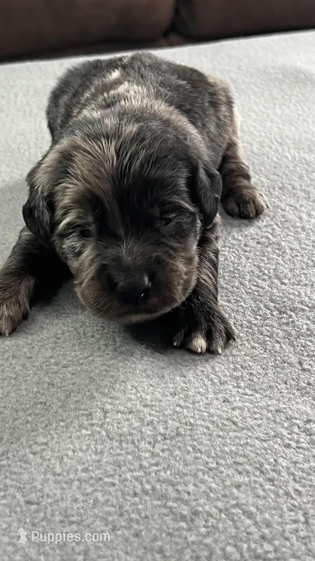 Blue Merle  – Golden Cocker Retriever puppy for sale in Altamont, IL