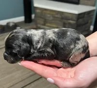 Blue Merle , a male Golden Cocker Retriever for sale in Altamont, IL – Photo 6 of 8