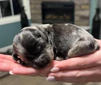 Blue Merle , a male Golden Cocker Retriever for sale in Altamont, IL – Photo 8 of 8