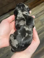 Blue Merle , a male Golden Cocker Retriever for sale in Altamont, IL – Photo 5 of 8