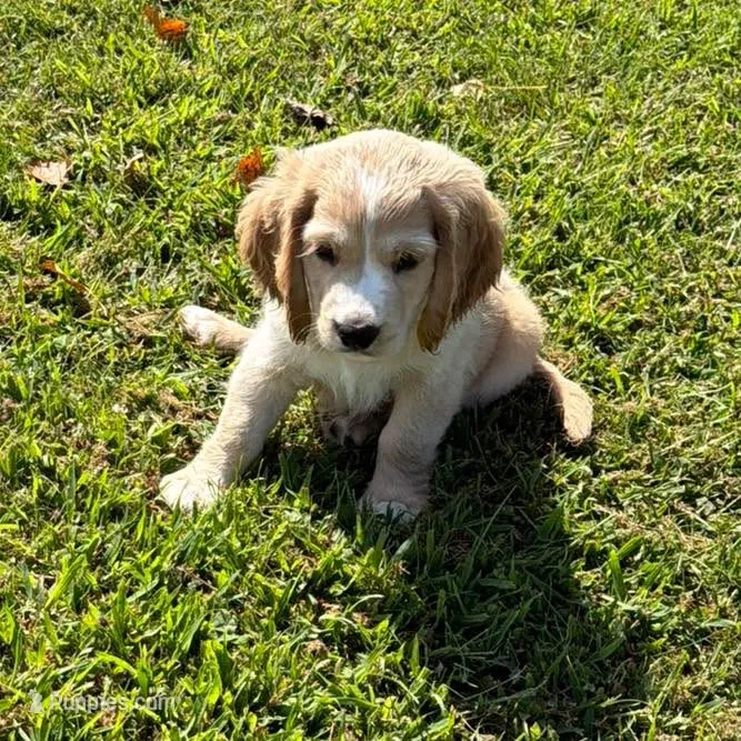 Blue Collar  – Golden Cocker Retriever puppy for sale in Altamont, IL