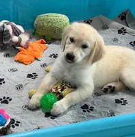 Pink Collar , a female Golden Retriever for sale in Altamont, IL – 2 of 10