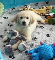 Tessa x Bear Yellow Collar, a female Golden Retriever for sale in Altamont, IL – 4 of 10