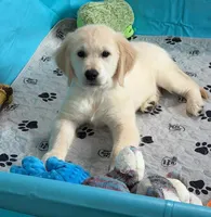 Tessa x Bear Yellow Collar, a female Golden Retriever for sale in Altamont, IL – 6 of 10
