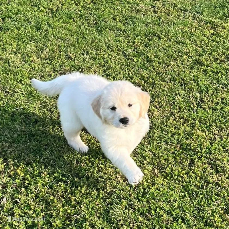 Purple Collar  – Golden Retriever puppy for sale in Altamont, IL
