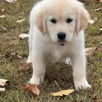 Spring Puppies , a  Golden Retriever for sale in Altamont, IL – Photo 4 of 6