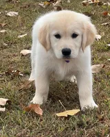 Spring Puppies , a  Golden Retriever for sale in Altamont, IL – Photo 4 of 6