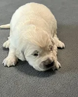 Blue Collar, a male Golden Retriever for sale in Altamont, IL – Photo 7 of 10
