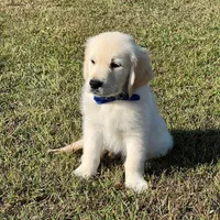 Spring Puppies , a  Golden Retriever for sale in Altamont, IL – Photo 6 of 6