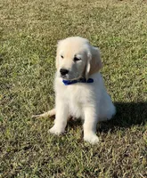 Spring Puppies , a  Golden Retriever for sale in Altamont, IL – Photo 6 of 6
