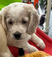 processed/9ac85d8b-2182-4280-873c-b4f602204f86/listing/5679c0d6-cccb-4d0d-b2ad-315c3b77a77c/4ab46369-e5d4-4118-8cb5-26d10222df48