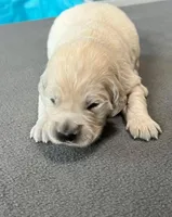 Blue Collar, a male Golden Retriever for sale in Altamont, IL – Photo 3 of 10