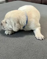 Blue Collar, a male Golden Retriever for sale in Altamont, IL – Photo 6 of 10