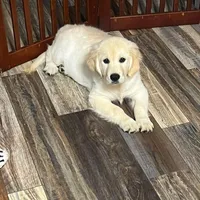 Spring Puppies , a  Golden Retriever for sale in Altamont, IL – Photo 2 of 6