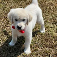 Spring Puppies , a  Golden Retriever for sale in Altamont, IL – Photo 5 of 6