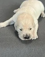 Blue Collar, a male Golden Retriever for sale in Altamont, IL – Photo 2 of 10