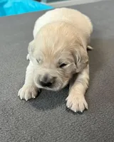 Blue Collar, a male Golden Retriever for sale in Altamont, IL – Photo 4 of 10