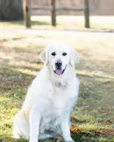 Blue Collar, a male Golden Retriever for sale in Altamont, IL – Photo 8 of 10