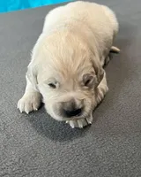 Blue Collar, a male Golden Retriever for sale in Altamont, IL – Photo 5 of 10