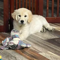 Spring Puppies , a  Golden Retriever for sale in Altamont, IL – Photo 1 of 6