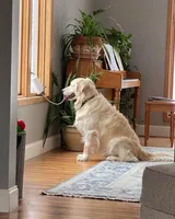 Blue Collar, a male Golden Retriever for sale in Altamont, IL – Photo 10 of 10