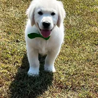 Spring Puppies , a  Golden Retriever for sale in Altamont, IL – Photo 3 of 6