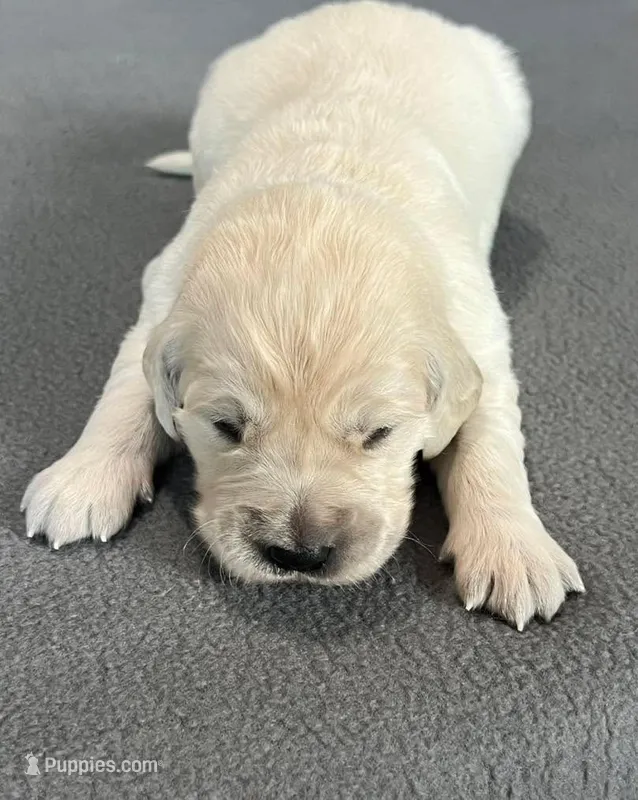 Blue Collar – Golden Retriever puppy for sale in Altamont, IL