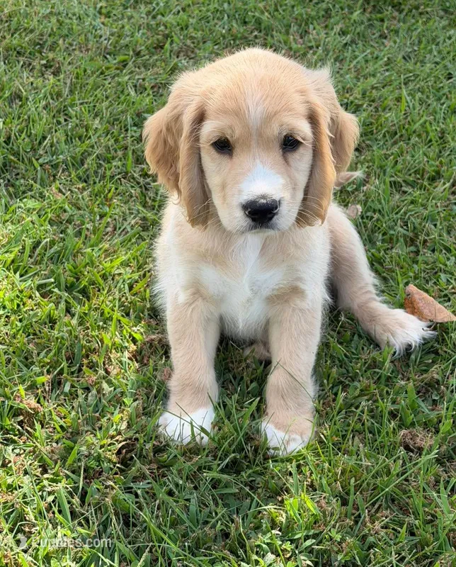 Gray Collar  – Golden Cocker Retriever puppy for sale in Altamont, IL