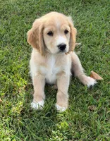 Gray Collar , a male Golden Cocker Retriever for sale in Altamont, IL – 2 of 10