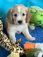 Orange Collar, a female Golden Cocker Retriever for sale in Altamont, IL – 10 of 10
