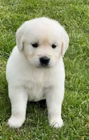 Orange Collar- Tessa X Ruger , a female Golden Retriever for sale in Altamont, IL – 5 of 10