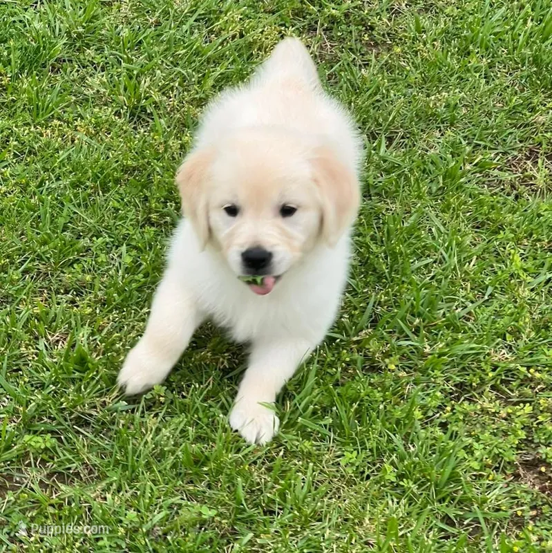 Tessa x Bear Pink Collar – Golden Retriever puppy for sale in Altamont, IL