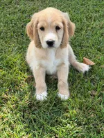 Gray Collar , a male Golden Cocker Retriever for sale in Altamont, IL – 3 of 10
