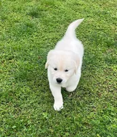 Tessa x Bear Orange Collar, a female Golden Retriever for sale in Altamont, IL – 8 of 10