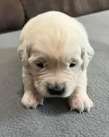 Tessa x Bear Orange Collar, a female Golden Retriever for sale in Altamont, IL – Photo 2 of 4