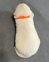 Tessa x Bear Orange Collar, a female Golden Retriever for sale in Altamont, IL – Photo 3 of 4