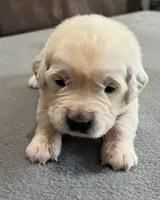 Tessa x Bear Orange Collar, a female Golden Retriever for sale in Altamont, IL – Photo 4 of 4