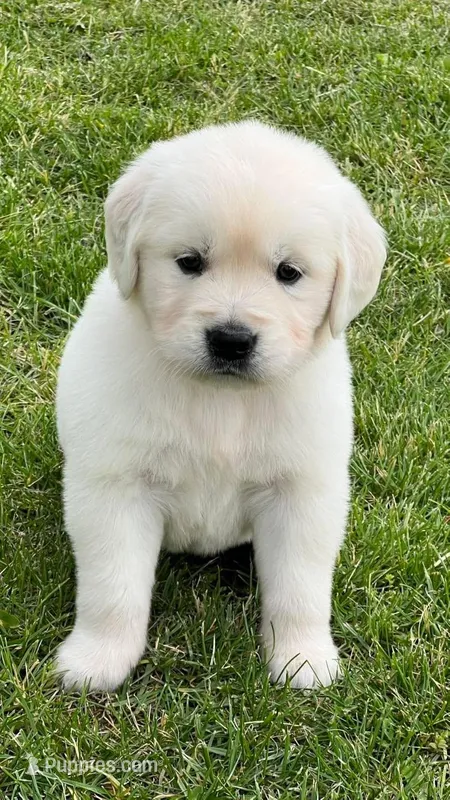 Tessa x Bear Orange Collar – Golden Retriever puppy for sale in Altamont, IL