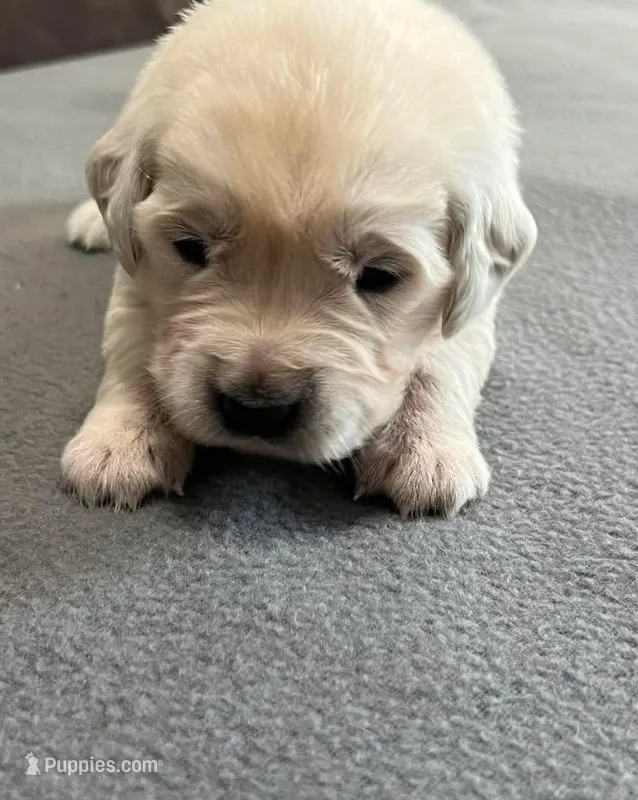 Tessa x Bear Orange Collar – Golden Retriever puppy for sale in Altamont, IL