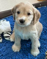 Yellow Collar, a female Golden Cocker Retriever for sale in Altamont, IL – 5 of 10